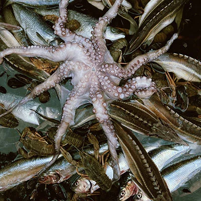 全面解析V2RayNG：安装、配置与使用技巧全攻略