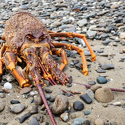 11月25日|21.8M/S，Shadowrocket节点/V2ray节点/Clash节点/SSR节点|免费订阅机场|每天更新免费节点