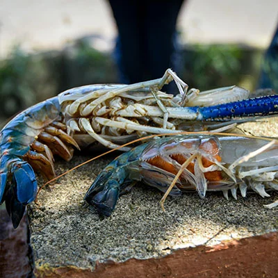 12月1日|19.2M/S，SSR节点/V2ray节点/Clash节点/Shadowrocket节点|免费订阅机场|每天更新免费节点