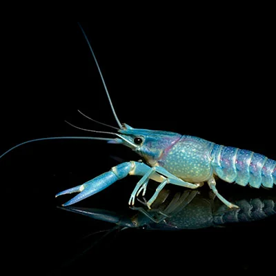 全面解析Shadowrocket下载与使用指南：从获取入口到配置实战的终极教程